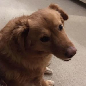 Meet your Posher, Tara